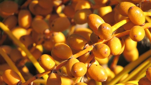 Phoenix canariensis (Canary Island Date Palm) — photo