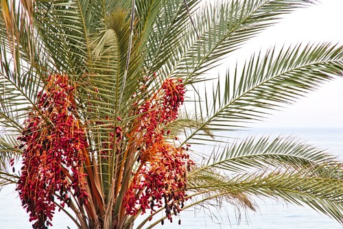 Phoenix dactylifera (Date palm) — photo