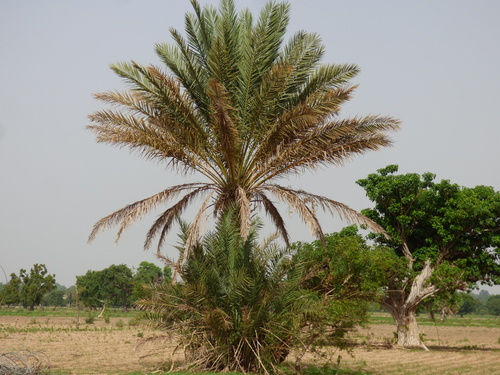 Phoenix dactylifera (Date palm) — photo