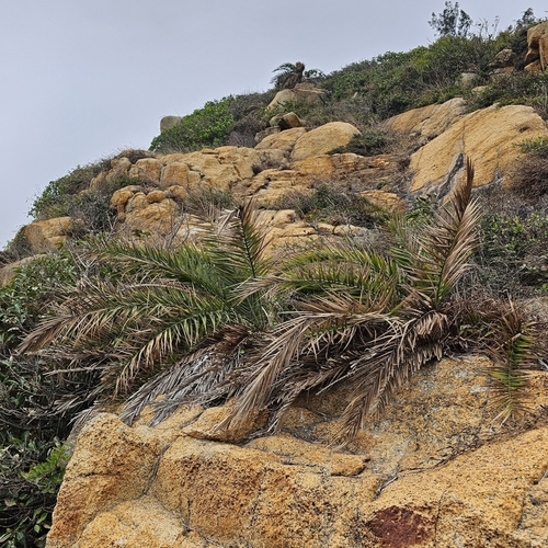 Phoenix loureiroi var. pedunculata (Dwarf date palm) — photo