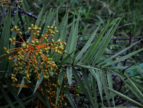 Phoenix loureiroi var. pedunculata (Dwarf date palm) — photo