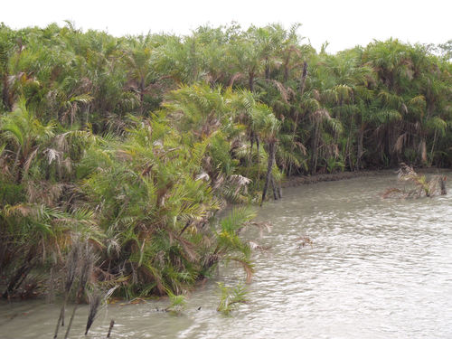 Phoenix paludosa (Mangrove Date Palm) — photo