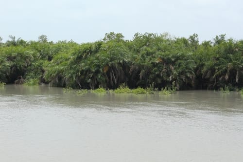 Phoenix paludosa (Mangrove Date Palm) — photo