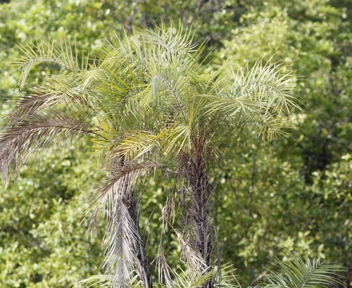 Phoenix paludosa (Mangrove Date Palm) — photo