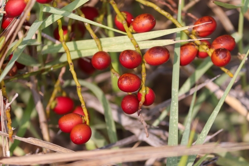 Phoenix pusilla (Ceylon Date Palm) — photo