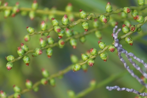 Phoenix pusilla (Ceylon Date Palm) — photo