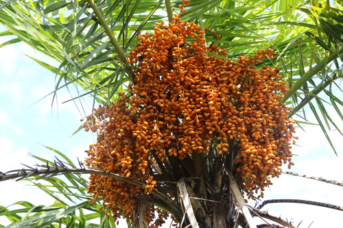 Phoenix reclinata (Senegal date palm) — photo