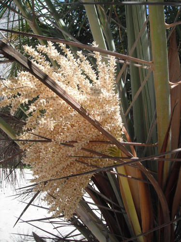 Phoenix reclinata (Senegal date palm) — photo