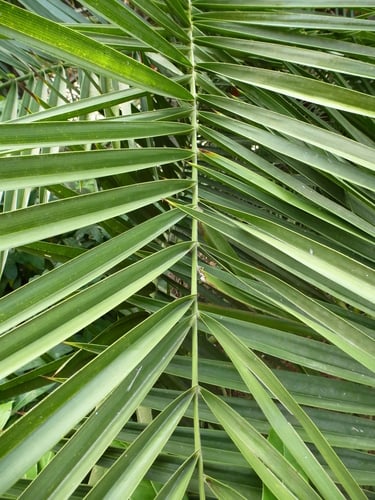 Phoenix reclinata