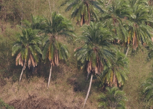 Phoenix rupicola (East Indian Wine Palm) — photo