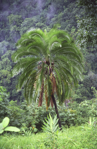 Phoenix rupicola x canariensis