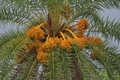 Phoenix sylvestris (India Date) — photo