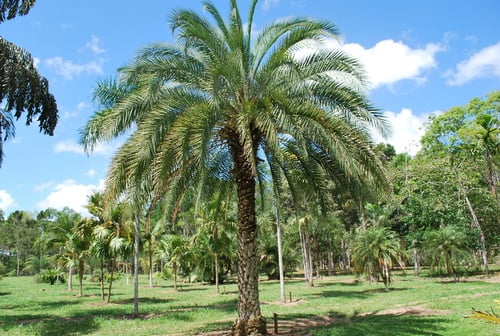 Phoenix sylvestris