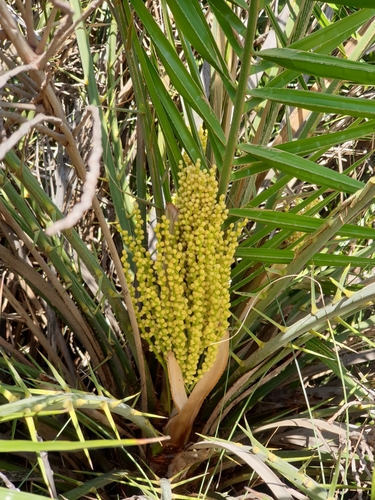 Phoenix zeylanica (Ceylon Date) — photo