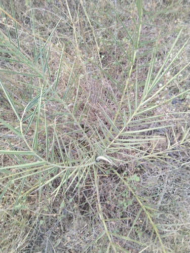 Phoenix zeylanica (Ceylon Date) — photo