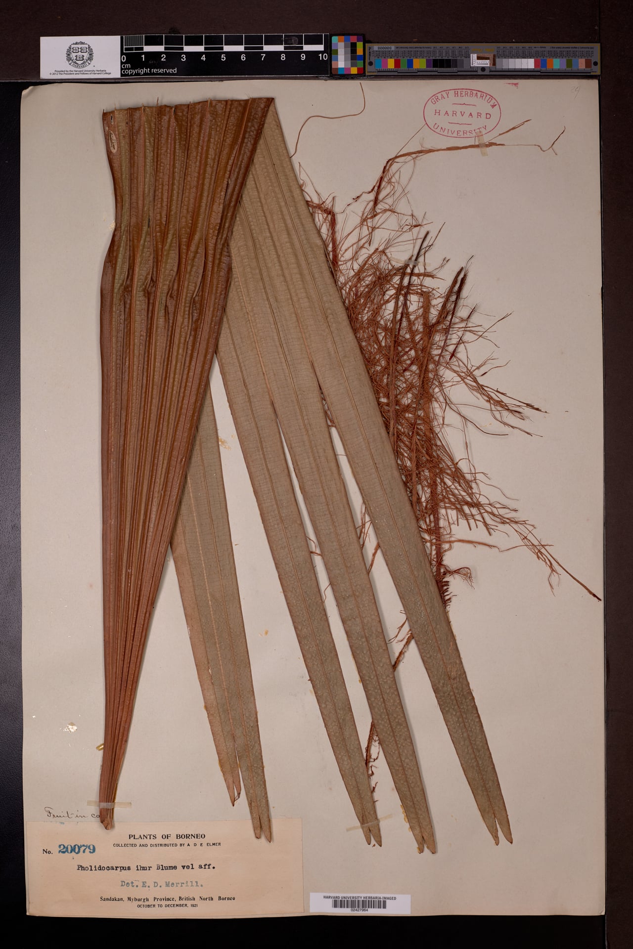 Pholidocarpus ihur