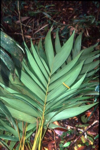 Pholidostachys synanthera (Palma paja cambana) — photo