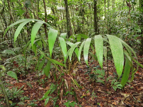 Pholidostachys synanthera
