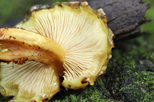 Pholiota aurivella (Butter mushroom) — photo