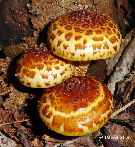 Pholiota aurivella (Butter mushroom) — photo