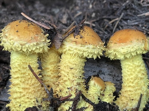 Pholiota flammans — photo