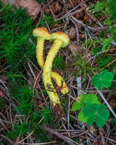 Pholiota flammans — photo
