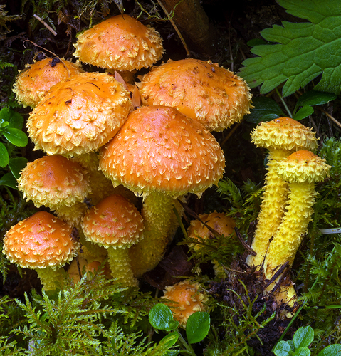 Pholiota flammans