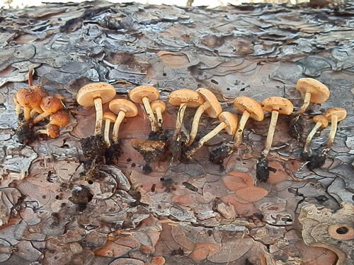 Pholiota highlandensis — photo