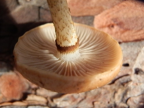 Pholiota highlandensis — photo