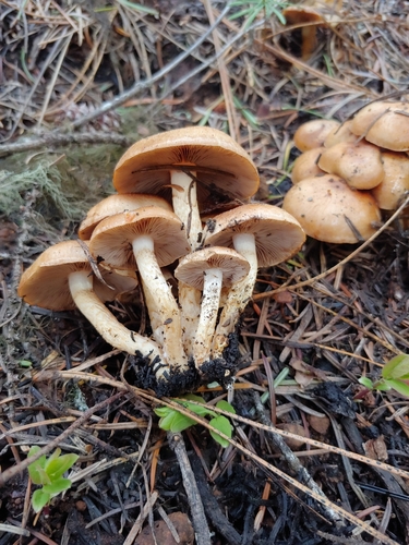 Pholiota highlandensis