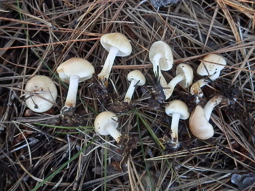 Pholiota lenta (Slimy Pholiota) — photo