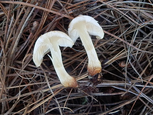 Pholiota lenta (Slimy Pholiota) — photo