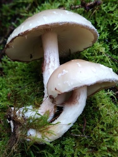 Pholiota lenta