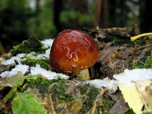Pholiota lubrica — photo