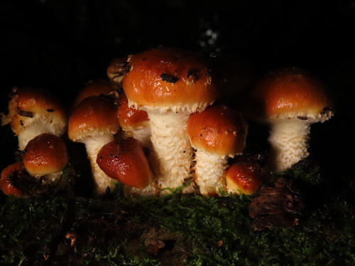 Pholiota lubrica — photo