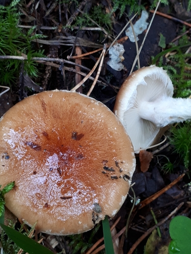 Pholiota lubrica