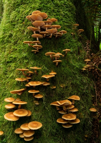 Pholiota mutabilis — photo