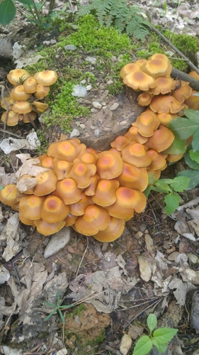 Pholiota mutabilis — photo