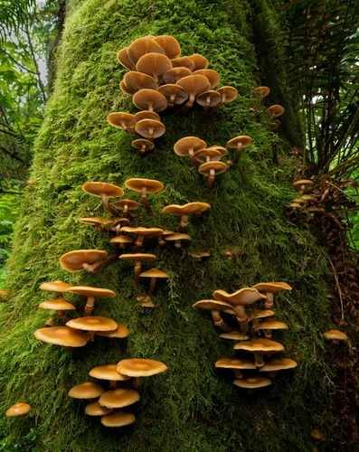 Pholiota mutabilis