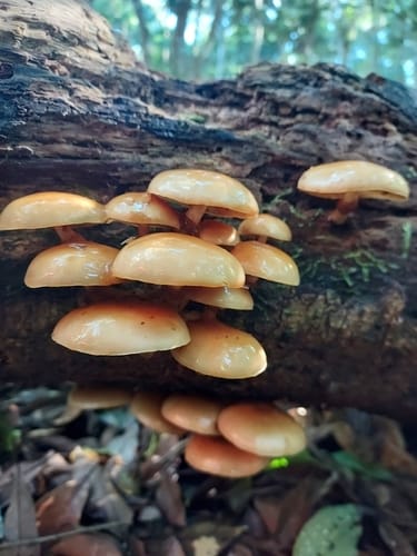 Pholiota nameko (Namekotake) — photo