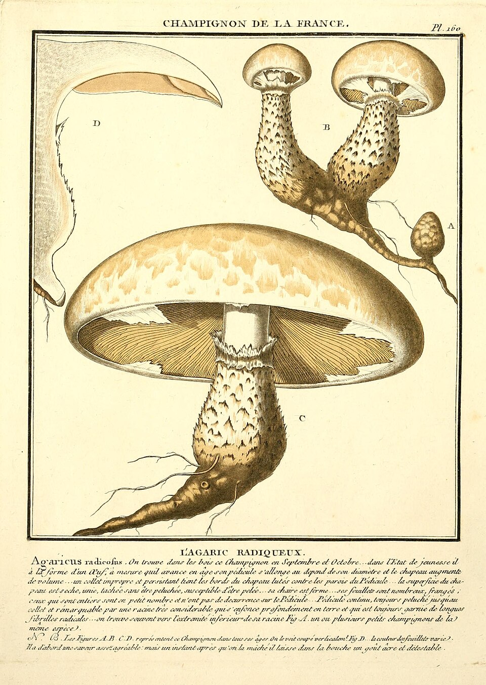 Pholiota radicosa — photo