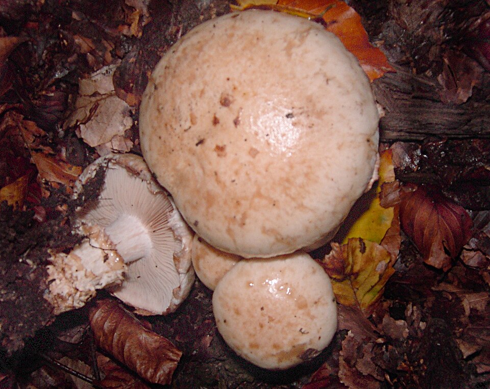 Pholiota radicosa