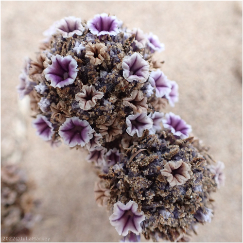 Pholisma arenarium (Desert Christmas tree) — photo