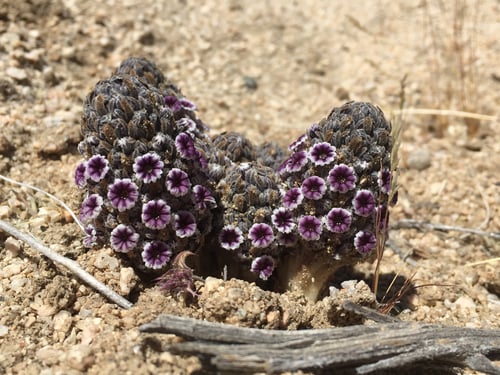 Pholisma arenarium