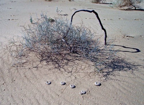 Pholisma sonorae (Sand Food) — photo