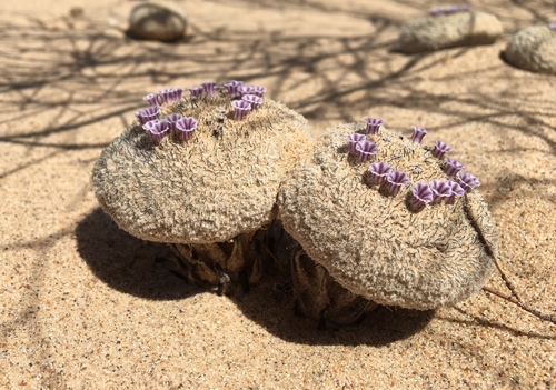 Pholisma sonorae (Sand Food) — photo