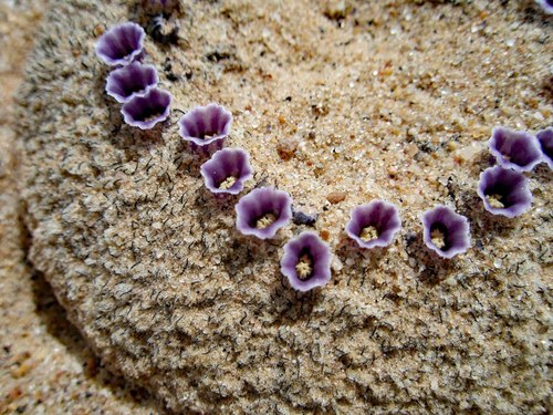 Boraginaceae