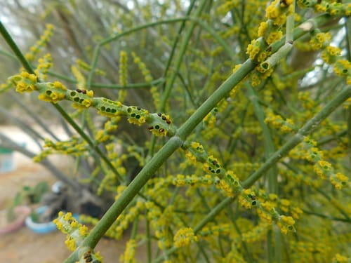 Phoradendron brachystachyum — photo