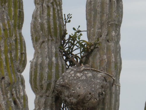 Phoradendron brachystachyum — photo