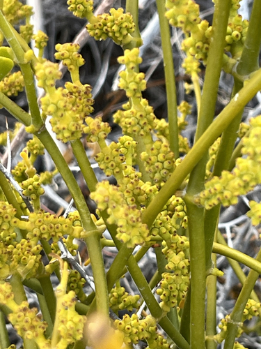 Phoradendron brachystachyum